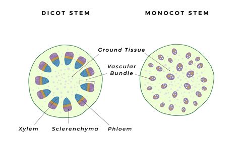 Plant Biology Basics Guest Post By Daniel Fuller Deep Green