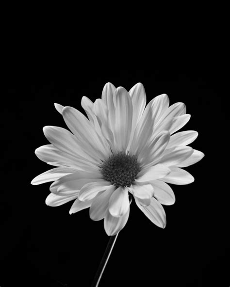 Daisy On Black Fine Art Black And White Photography Flower Etsy