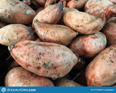 Kumara Sweet Potatoes Root Vegetables Stock Image Image Of Nutrition