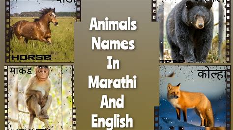 Animals Names In Marathi And English Animals Names In Marathi All