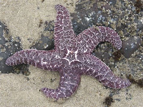Purple Starfish On The Beach In Oregon Natural World Starfish Ocean