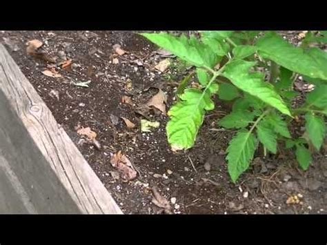 Ants are common in vegetable gardens but are definitely not loved. How To: Treat Ants in Raised Beds Organically - YouTube ...