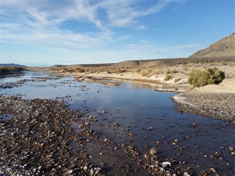 Amargosa Conservancy A River In The Desert Amargosa Conservancy