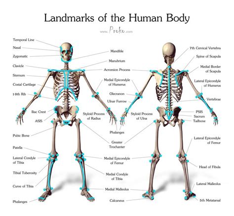 They come in handy when the body is not standing upright. 49 curated Drawing Tutorials: The human skeleton system ...