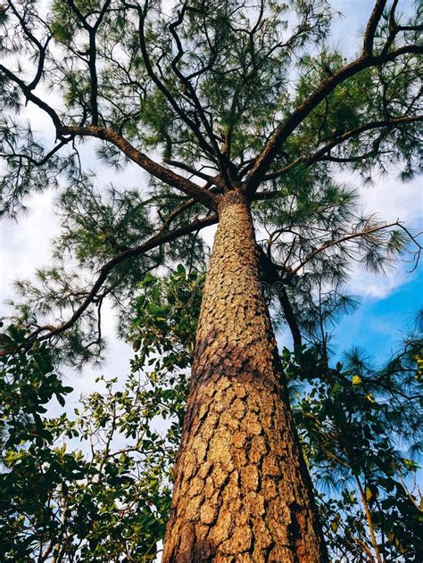 Teak Tree Looking Up With Sunlight Stock Image Image Of Morning