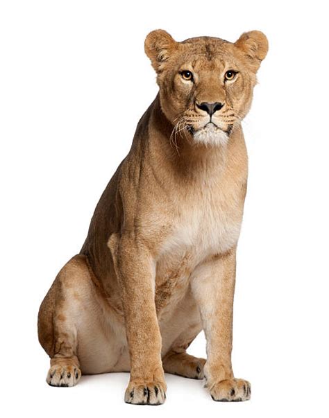 Best Female Lion Stock Photos Pictures And Royalty Free Images Istock
