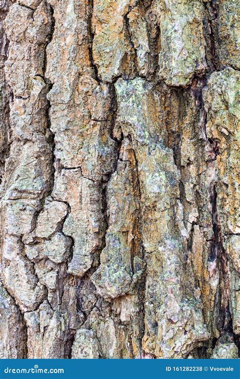 Wrinkly Bark On Old Trunk Of Oak Tree Close Up Stock Photo Image Of