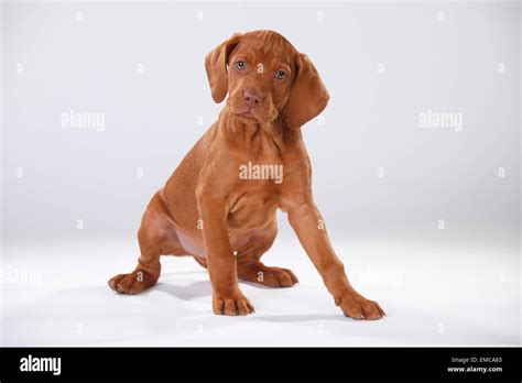 Magyar Vizsla Hungarian Short Haired Pointing Dog Puppy Stock Photo
