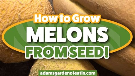 How To Grow Melons From Seed Youtube