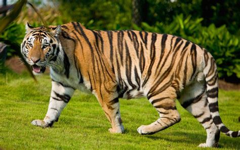 Bengal Tiger Wallpapers Top Free Bengal Tiger Backgrounds Wallpaperaccess