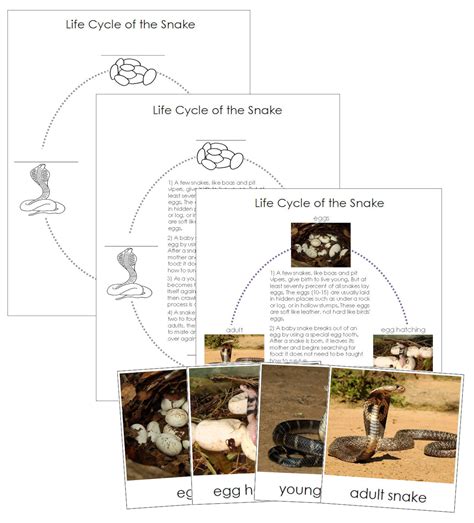 The Snake Life Cycle 3 Part Cards And Charts Montessori Etsy Uk