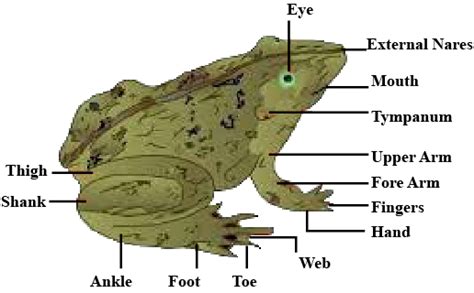 Sketch Label And Classify Frog