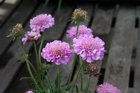 Scabiosa Andpink Mistand Scabious Andpink Mistand Herbaceous Perennialrhs