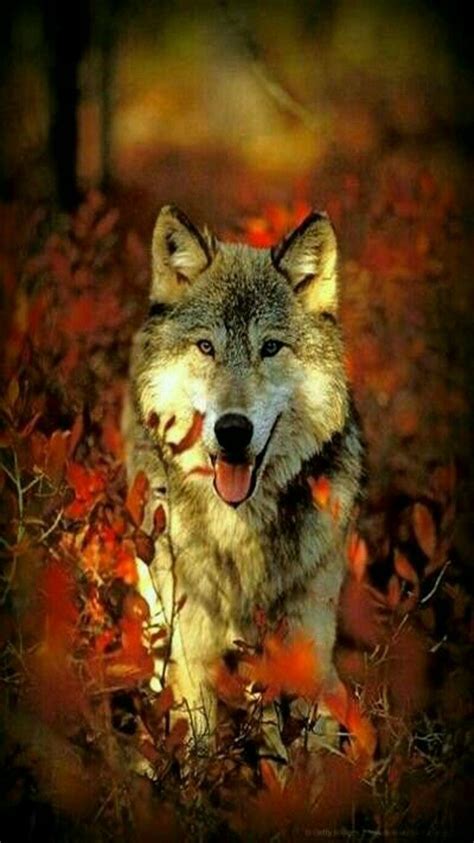 Wildlife Wolf In Nature Wolf Photos Beautiful Wolves