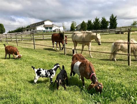 Local Animal Farms To Visit Near Me Get More Anythinks
