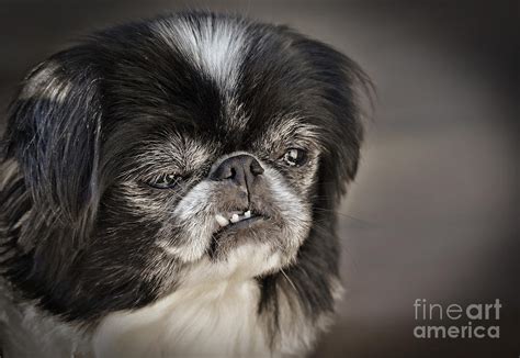 Japanese Chin Doggie Portrait Photograph By Jim Fitzpatrick Fine Art