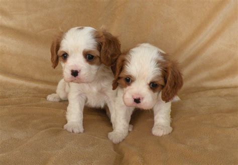 Buy/Sell King Charles spaniel Puppies - Adopt Puppy Online In India