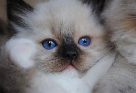 If you are looking for a maine coon cat or maine coon kitten please email! Available Ragdoll Kittens - Ragdolls kittens for sale ...