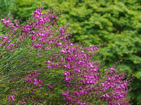 Polygala Virgata 1 Best Viewed Large Size Polygalaceae Flickr