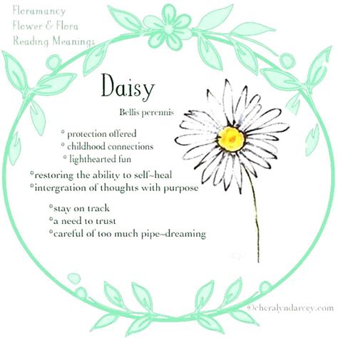 Daisy Symbolism And Meaning What Do Daisy Flowers Represent The Best