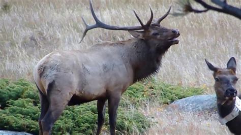 Colorado Elk Rut Rocky Mountain National Park Youtube