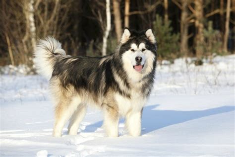 8 Dog Breeds That Love The Snow