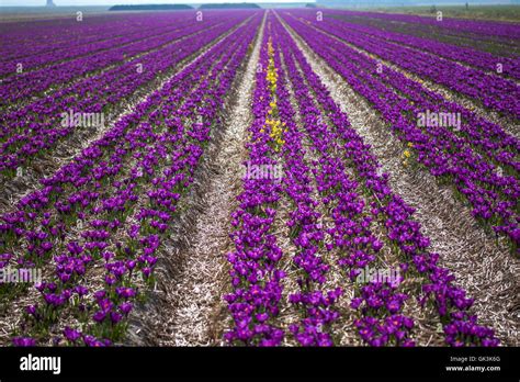 Crocus Field In Netherlands Stock Photo Alamy