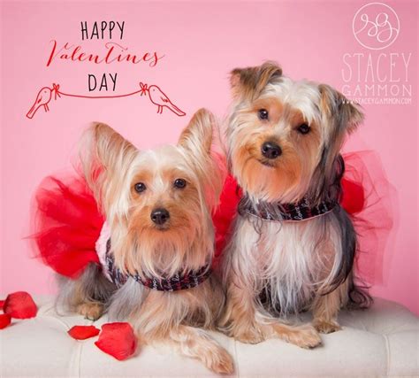 Albums 92 Pictures Happy Valentines Day Images Dogs Excellent