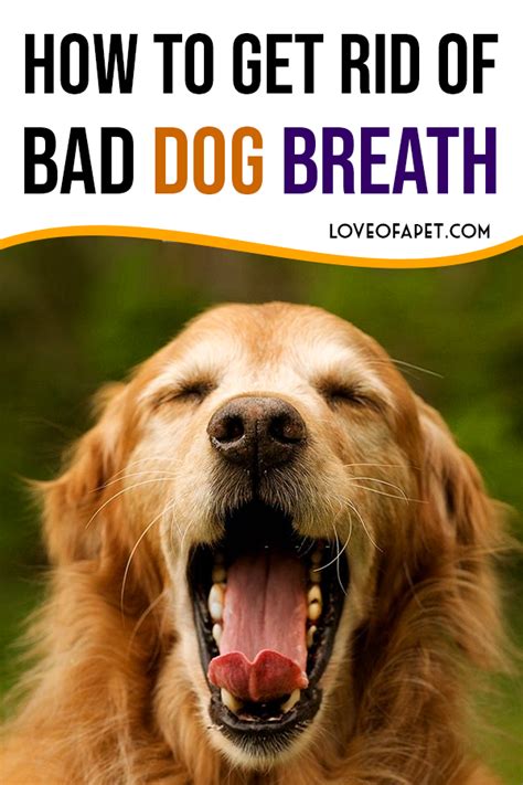How To Get Rid Of Bad Dog Breath At Home How To Get Rid Of Bad Dog