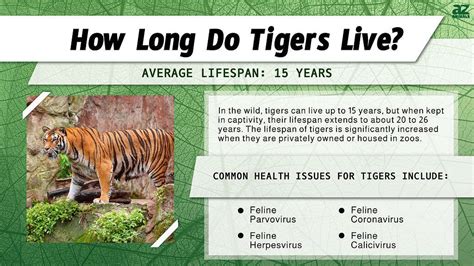 Evolution Of Tiger Timeline