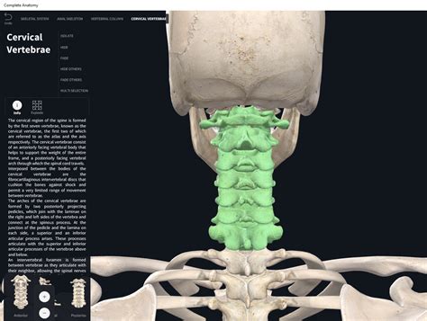Bones Vertebral Column Cervical Region Anatomy Physio