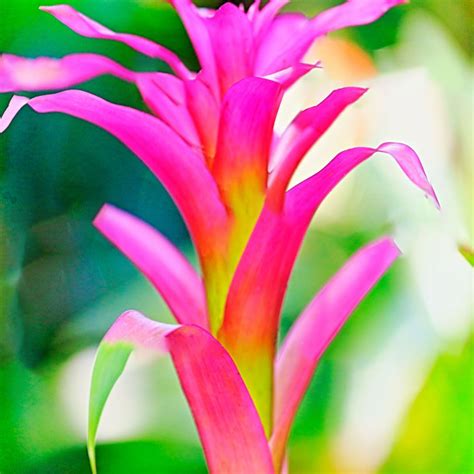 Tropical Blooms Fragrance Oil Truly Personal Cosmetic Maker Supplier