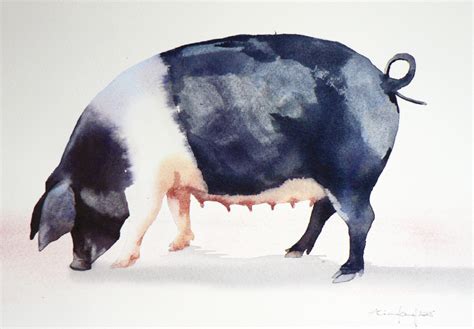 How To Paint A Pig In Watercolour With Alison Fennell Pig Painting