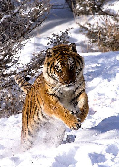 Image Result For Leaping Tiger Photo Big Animals Majestic Animals