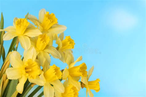 Daffodils And Easter Eggs Stock Photo Image Of Boiled 521034