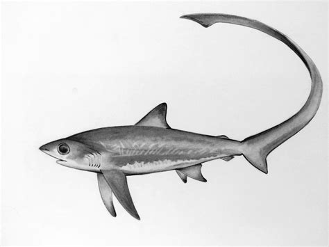 Thresher Shark Drawing At PaintingValley Com Explore Collection Of