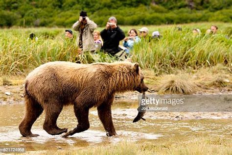 Grizzly Bear Human Photos And Premium High Res Pictures Getty Images