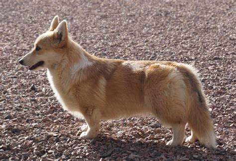 Chien Welsh Corgi Pembroke Gigi Jina Coccola Du Clos Des Duchesses