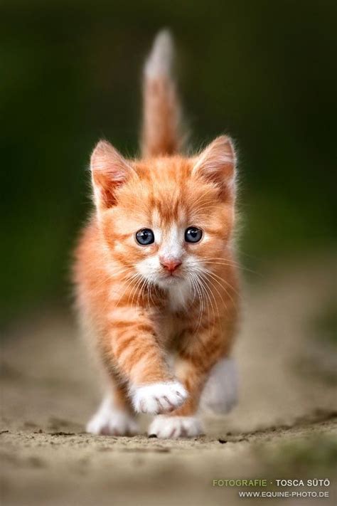160 Best Images About Ginger Kittens On Pinterest Orange Kittens