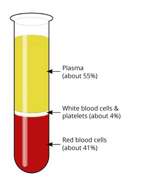 25 Composition Of Red Blood Cells Compositionof