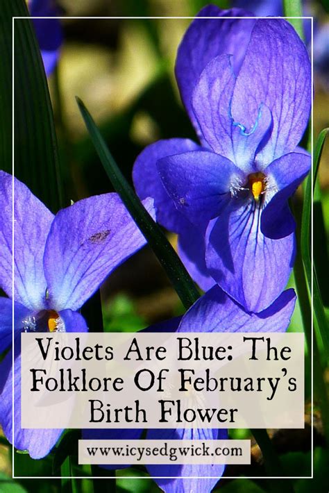 Violets Are Blue The Folklore Of Februarys Birth Flower Icy Sedgwick