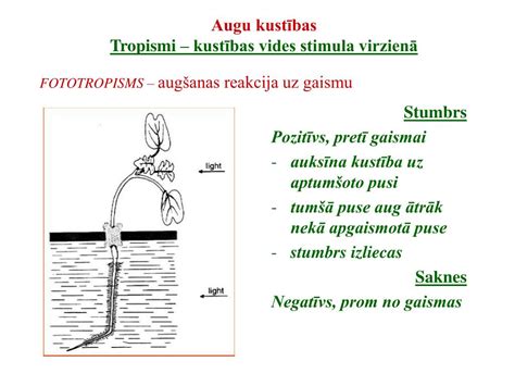 Ppt Augu AugŠana Un AttĪstĪba Powerpoint Presentation Free Download