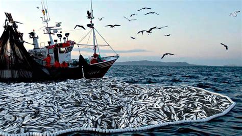 Amazing Big Nets Catch Hundreds Of Tons Of Herring On The Modern Boat