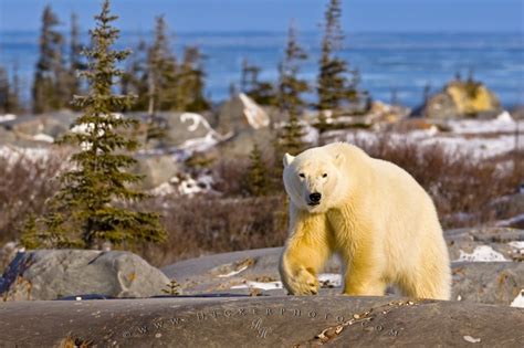 Wildlife Photo Polar Bear Hudson Bay Landscape | Photo, Information