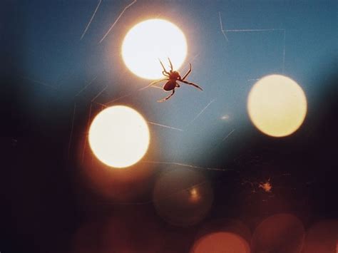 Don't worry, we lay out your options for getting rid of them for good. How to Keep Spiders Away From Your Deck or Patio ...