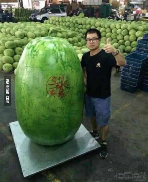 The biggest word in the english language is 'smiles'. The biggest watermelon in the world - 9GAG