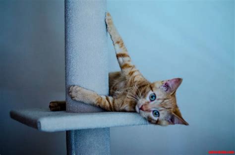 The biggest genetic risk with this breed is a slightly higher risk of hypertrophic cardiomyopathy, otherwise known as hcm, marks says. Opal-eyed adorable Kitten | Cute cats HQ Free pictures of ...