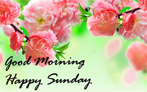 Good Morning Happy Sunday Wallpaper Images For Whatsapp