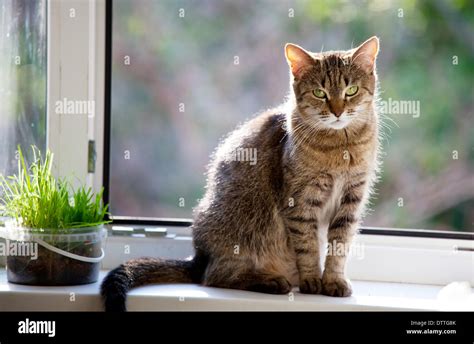 Cat Stock Photo Alamy
