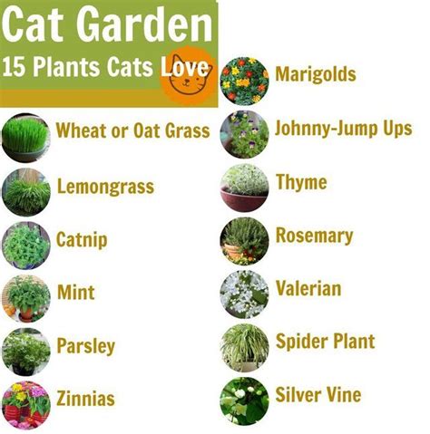 Free Plants That Are Safe For Cats For Small Space Home Decorating Ideas